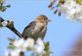 <p>VRABEC DOMÁCÍ (Passer domesticus) /House sparrow - Haussperling/</p>